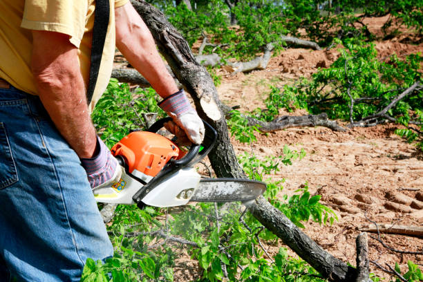 How Our Tree Care Process Works  in Braddock Heights, MD